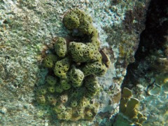 Brown Tupe Sponge (green from algae)