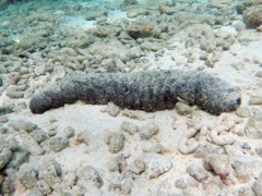Donkey Dung Sea Cucumber (18