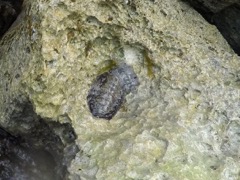 Eastern Bearded Chiton
