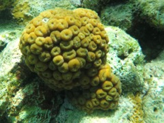 Eliptical Star Coral 