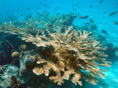 Elkhorn Coral (20' OD)
