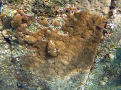 Encrusting Gorgonian coral