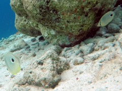 Foureye Butterflyfish (4