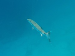 Great Barracuda (3' or 4')