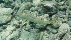 Great Barracuda Juvenile (8
