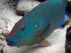 Stoplight Parrotfish (15