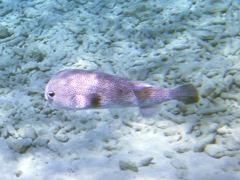 Porcupinefish (24