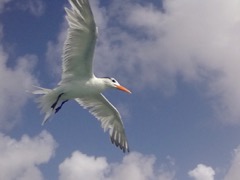 Commonf Tern