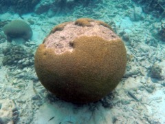 Boulder Brain Coral