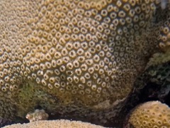 Boulder Star Coral (Close)