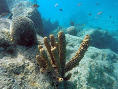 Branching Tube Sponges