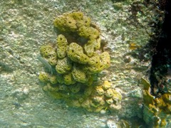 Brown Cluster Tube Sponge