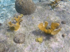 Elkhorn Coral New Growth!
