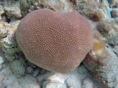 Lesser Starlet Coral