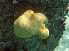 Lobed Star Coral 