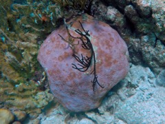 Massive Starlet Coral