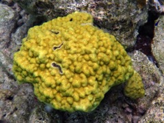 Mustard hill Coral with Spinyhead Blenny (1
