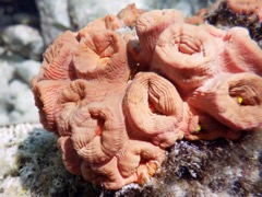 Orange Cup Coral (Macro)