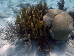 Sea Rod, Fire & Brain Corals