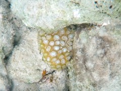 Speckled Cup Coral ?