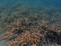 Staghorn Coral at 1000 Steps