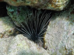 Longspine Sea Urchin
