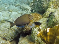 Ocean Surgeonfish (4