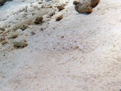 Peocock Flounder (8