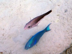 Princess Parrotfish - Juvenile and Adult (~12