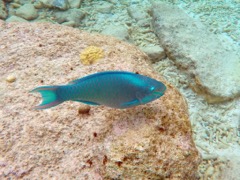Princess Parrotfish (?) (12
