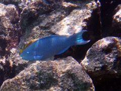 Princess Parrotfish (15