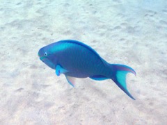 Queen Parrotfish (12