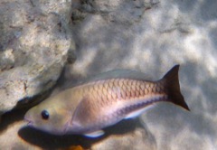 Queen Parrotfish Baby (4