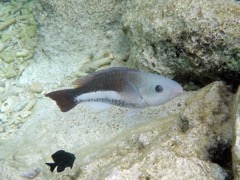 Queen Parrotfish Initial (8