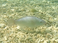 Rainbor Parrotfish Initial Phase (8