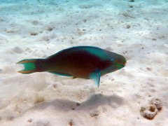 Rainbow Parrotfish (12