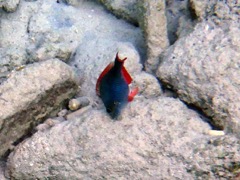 Redband Parrotfish (8