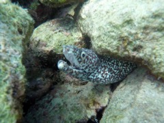 Spotted Moray eel (3 ft)
