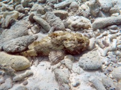 Spotted Scorpionfish (10