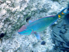 Stoplight Parrotfish (12