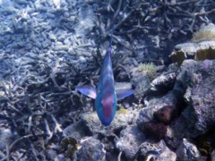 Stoplight Parrotfish (15