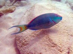 Stoplight Parrotfish Terminal Phase (18