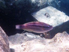 Striped Parrotfish JUvenile (8