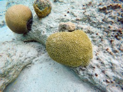 Symetyrical Brain Coral