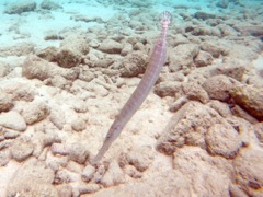 Trumpetfish (12