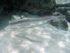 Trumpetfish (15