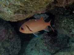 Blackbar Soldierfish (10