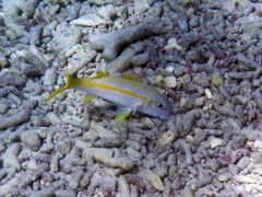 Yellow Goatfish (8