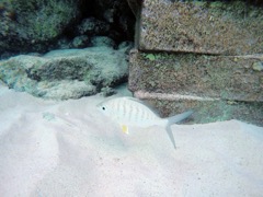 Yellowfin Mojarra (8