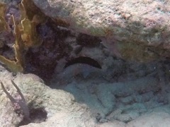 Yellowmouth Grouper Juvenile (10